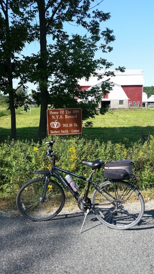 charlton_pumpkin-comp